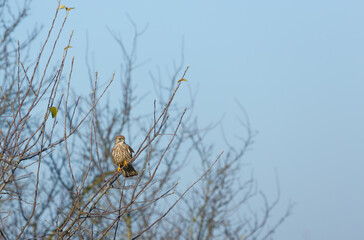 European kestrel sitting in a tree in middle Germany