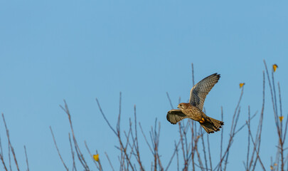 European kestrel in flight in middle Germany
