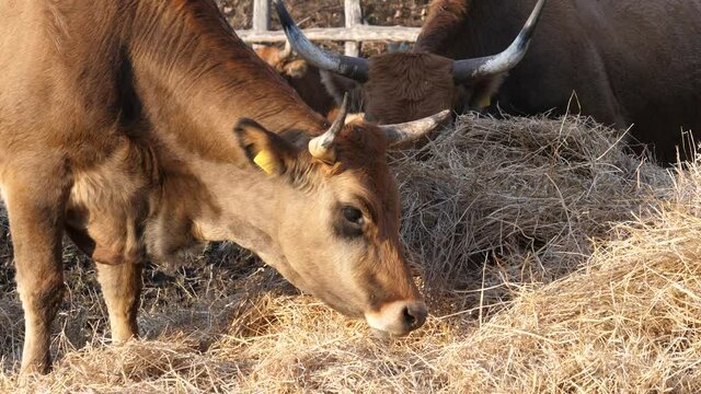 Mucca bovina da carne mangia fieno in un recinto di alimentazione. Clip di primo piano con dettagli degli occhi e bocca