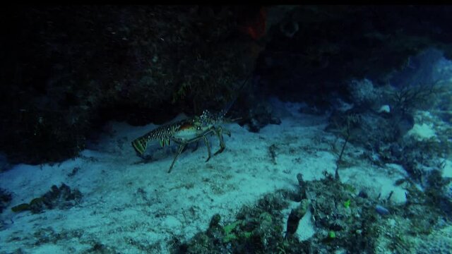 A Caribbean Spiny Lobster (Panulirus argus) in Cozumel, Mexico