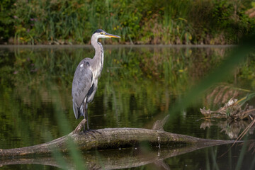 Graureiher (Ardea cinerea)
