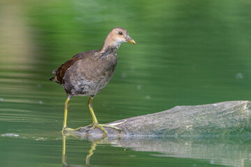 Grünfüßiges Teichhuhn (Gallinula chloropus) Jungvögel