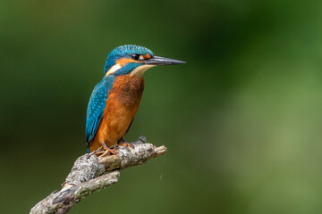 Eisvogel (Alcedo atthis) Jungvogel