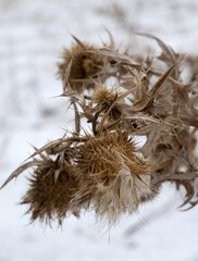 thistles bristling with thorns, Dry winter plants