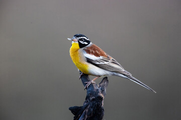 yellow wagtail on a branch