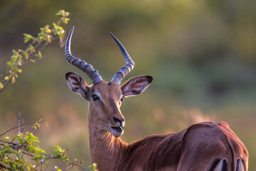 impala antelope in kruger national park