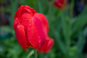 Single red Tulip Bud on a green background, top view, selective focus: place for text, flower and gift delivery concept, mother's Day, international women's Day or St. valentine's Day