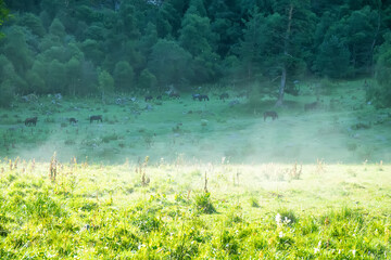 Horse grazing on Alpine pastures