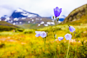 Fototapeta na wymiar Violet flowers in mountains. Spring or summer time.