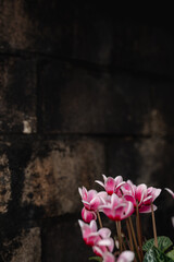 Vertical copy space in close-up bunch of white and pink cyclamen flower in rural dark background. 
