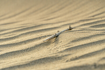 Nature and landscapes of the desert. Annual growth of the area of sand. Global warming on the planet. Climatic changes on Earth.