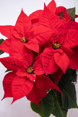 The poinsettia red flowers. The Flower of the Christmas