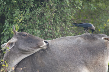 House crow Corvus splendens searching for food on a zebu Bos primigenius indicus. Keoladeo Ghana...