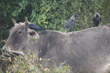 House crows Corvus splendens on a zebu Bos primigenius indicus. Keoladeo Ghana National Park....