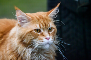 Long haired Maine coon ginger cat.