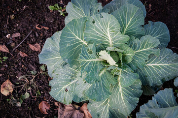 Green juicy headed cabbage with dew on the leaves growing on black soil. Quality image for your...