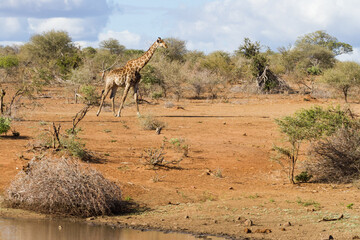 Scenic landscape view of solitary adult giraffe walking alone through the sandy bushveld next to a waterhole in Kruger National Park, South Africa