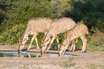 Greater Kudu (Tragelaphus strepsiceros) female family drinking at a waterhole with reflections in...