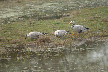 Bar-headed geese Anser indicus searching for food. Keoladeo Ghana National Park. Bharatpur. Rajasthan. India.