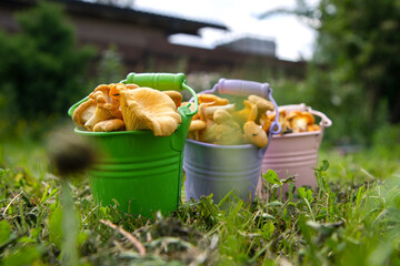 Metal buckets of fresh chanterelle mushrooms outside, green grass on background