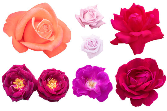 Blurred for Background.Beautiful multi color rose isolated on the white background. Photo with clipping path.