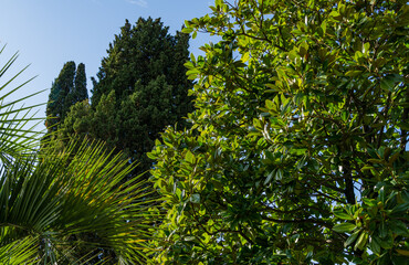 Luxurious Magnolia Grandiflora with shiny evergreen leaves against the backdrop of towering cypress (Cupressus Sempervirens) and exotic palms. Magnolia grows near Festival Concert Hall in Sochi.