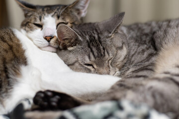 寄り添う二匹の猫
