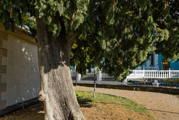 Gray trunk of an old cypress tree (Cupressus Sempervirens) against background of textured wall. Shady landscape with sunny road and white fence near blue building. Peaceful theme in autumn Sochi.