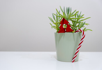 Concept created with succulent plant and Christmas decorations. A happy new year design built on creativity.