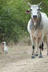 Obraz na płótnie Canvas Zebu Bos primigenius indicus and cattle egret Bubulcus ibis. Keoladeo Ghana National Park. Bharatpur. Rajasthan. India.