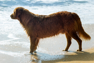 stray dog doesn't avoid the salty waters - obrazy, fototapety, plakaty