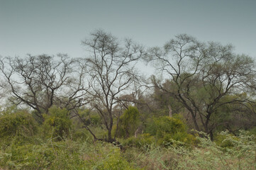 Fototapeta na wymiar Savannah landscape in Keoladeo Ghana National Park. Bharatpur. Rajasthan. India.