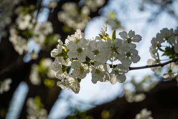 Close-up of white cherry plum flowers blossom in spring. A lot of white flowers in sunny spring day with blue sky. Selective focus.