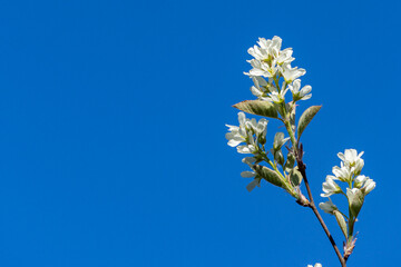 White blossoms of Amelanchier canadensis, serviceberry, shadberry or Juneberry tree on blue sky background. Selective focus close-up. Landscape for any wallpaper. There is place for text
