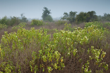 Fototapeta na wymiar Scrubland in Keoladeo Ghana National Park at Bharatpur. Rajasthan. India.