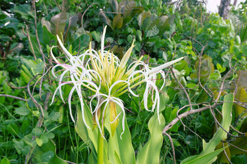 An unusual Lily with delicate fancy petals