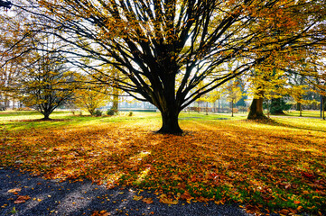 a tree with golden leaves on the ground in a park at Konstanz city in the autumn/fall season