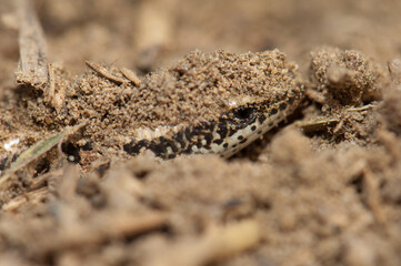 Bronze grass skink Eutropis macularia hidden underground. Keoladeo Ghana National Park. Bharatpur. Rajasthan. India.