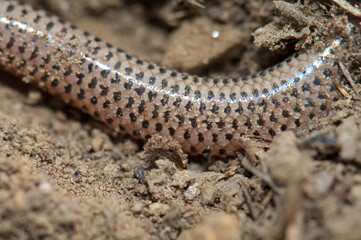 Tail of bronze grass skink Eutropis macularia. Keoladeo Ghana National Park. Bharatpur. Rajasthan. India.