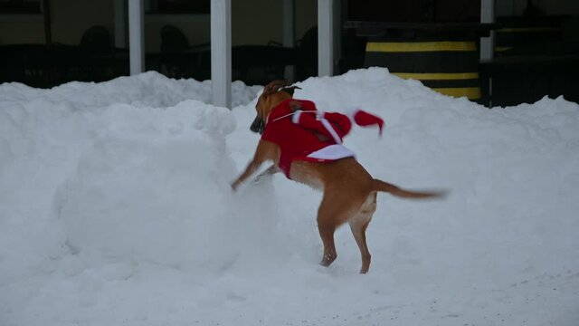 Beautiful dog digging snow in winter season. Dog wearing warm Santa Claus costume on its back. Christmas time. Real time, static shot