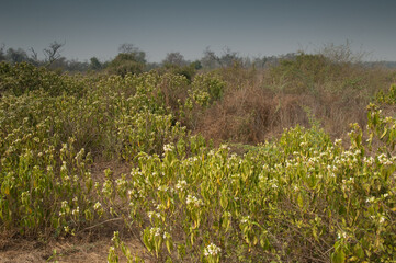 Fototapeta na wymiar Scrubland in Keoladeo Ghana National Park at Bharatpur. Rajasthan. India. Rajasthan. India.
