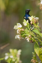 Male purple sunbird Nectarinia asiatica. Keoladeo Ghana National Park. Bharatpur. Rajasthan. India.