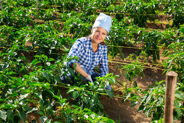 Positive woman harvesting bell peppers on farm field in summer day