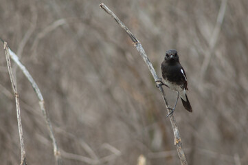 Male pied bush chat Saxicola caprata. Keoladeo Ghana National Park. Bharatpur. Rajasthan. India.