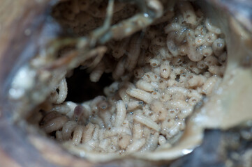 Larvae of common green bottle fly Lucilia sericata feeding on the zebu's body Bos primigenius...