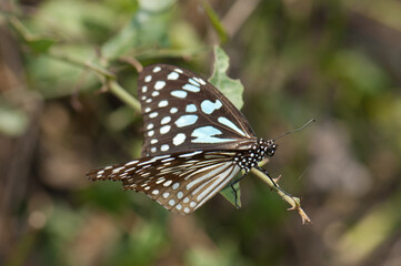 Butterfly blue tiger Tirumala limniace leopardus. Keoladeo Ghana National Park. Bharatpur. Rajasthan. India.