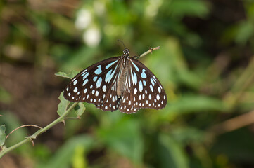Butterfly blue tiger Tirumala limniace leopardus. Keoladeo Ghana National Park. Bharatpur. Rajasthan. India.