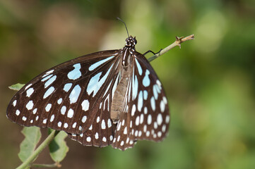 Fototapeta na wymiar Butterfly blue tiger Tirumala limniace leopardus. Keoladeo Ghana National Park. Bharatpur. Rajasthan. India.