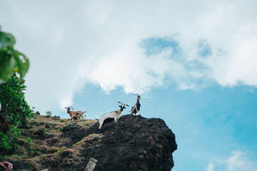 Goats standing on the top of Mountain with blue sky on Lanyu island in Taitung.