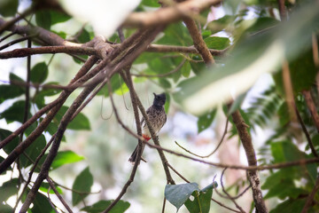 Winter tropical treescape with Red-vented Bulbul